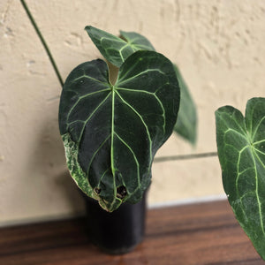 #D933 Large Flowering Anthurium NOID