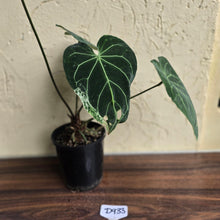 Load image into Gallery viewer, #D933 Large Flowering Anthurium NOID