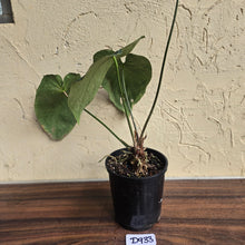 Load image into Gallery viewer, #D933 Large Flowering Anthurium NOID