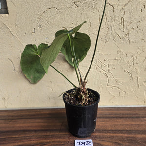 #D933 Large Flowering Anthurium NOID