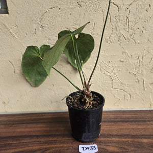 #D933 Large Flowering Anthurium NOID