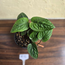 Load image into Gallery viewer, #R12 Anthurium Radicans
