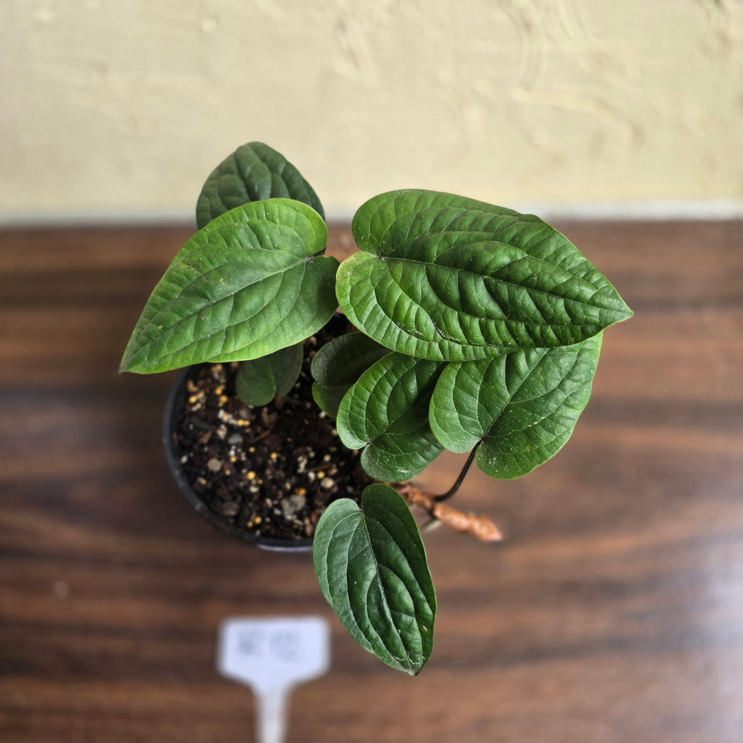 #R12 Anthurium Radicans