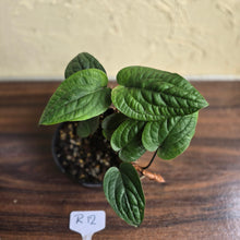 Load image into Gallery viewer, #R12 Anthurium Radicans