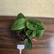 Load image into Gallery viewer, #R12 Anthurium Radicans