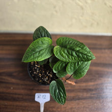Load image into Gallery viewer, #R12 Anthurium Radicans