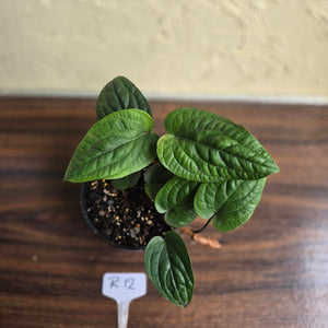 #R12 Anthurium Radicans