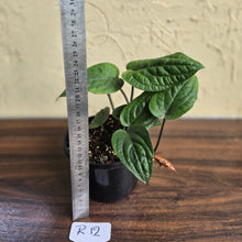 Load image into Gallery viewer, #R12 Anthurium Radicans