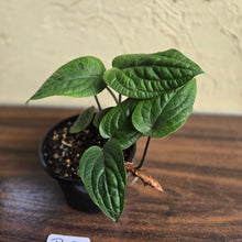 Load image into Gallery viewer, #R12 Anthurium Radicans