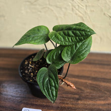 Load image into Gallery viewer, #R12 Anthurium Radicans
