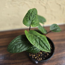Load image into Gallery viewer, #R12 Anthurium Radicans