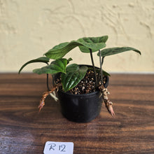 Load image into Gallery viewer, #R12 Anthurium Radicans