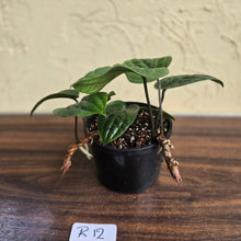 Load image into Gallery viewer, #R12 Anthurium Radicans