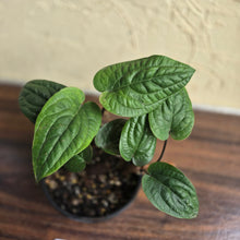 Load image into Gallery viewer, #R12 Anthurium Radicans