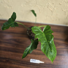 Load image into Gallery viewer, #R843 Philodendron Golden Dragon