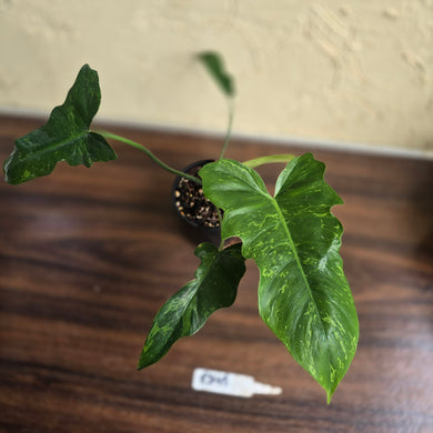 #R843 Philodendron Golden Dragon