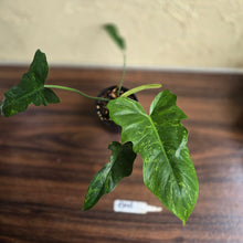 Load image into Gallery viewer, #R843 Philodendron Golden Dragon