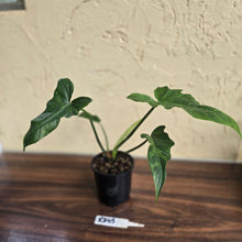 Load image into Gallery viewer, #R843 Philodendron Golden Dragon