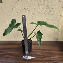 Load image into Gallery viewer, #R843 Philodendron Golden Dragon