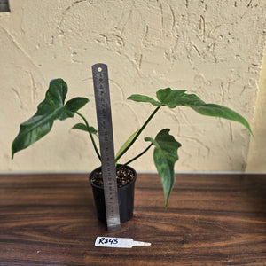 #R843 Philodendron Golden Dragon