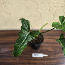 Load image into Gallery viewer, #R843 Philodendron Golden Dragon