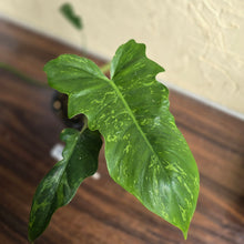 Load image into Gallery viewer, #R843 Philodendron Golden Dragon