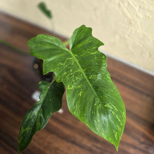 #R843 Philodendron Golden Dragon