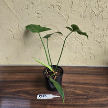 Load image into Gallery viewer, #R843 Philodendron Golden Dragon