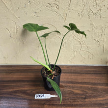 Load image into Gallery viewer, #R843 Philodendron Golden Dragon