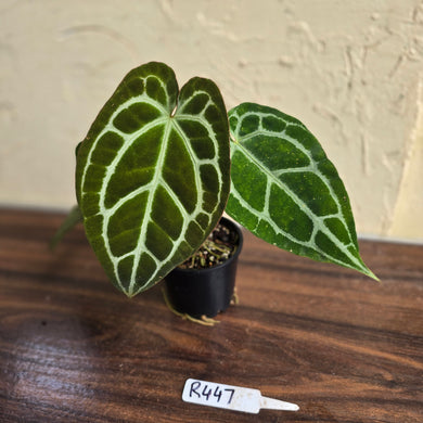 #R447 Anthurium Crystallinum x