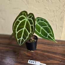 Load image into Gallery viewer, #R447 Anthurium Crystallinum x