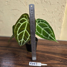 Load image into Gallery viewer, #R447 Anthurium Crystallinum x
