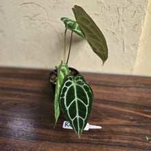 Load image into Gallery viewer, #R447 Anthurium Crystallinum x