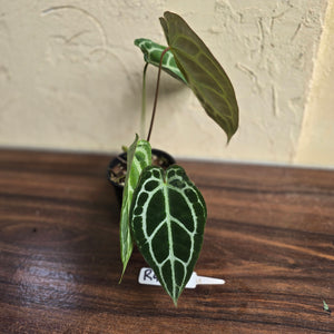 #R447 Anthurium Crystallinum x