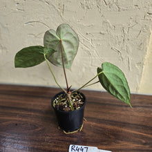 Load image into Gallery viewer, #R447 Anthurium Crystallinum x