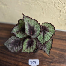 Load image into Gallery viewer, #D59 Begonia Unknown
