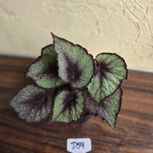 Load image into Gallery viewer, #D59 Begonia Unknown