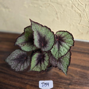 #D59 Begonia Unknown