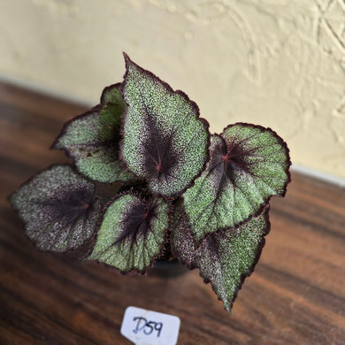 #D59 Begonia Unknown