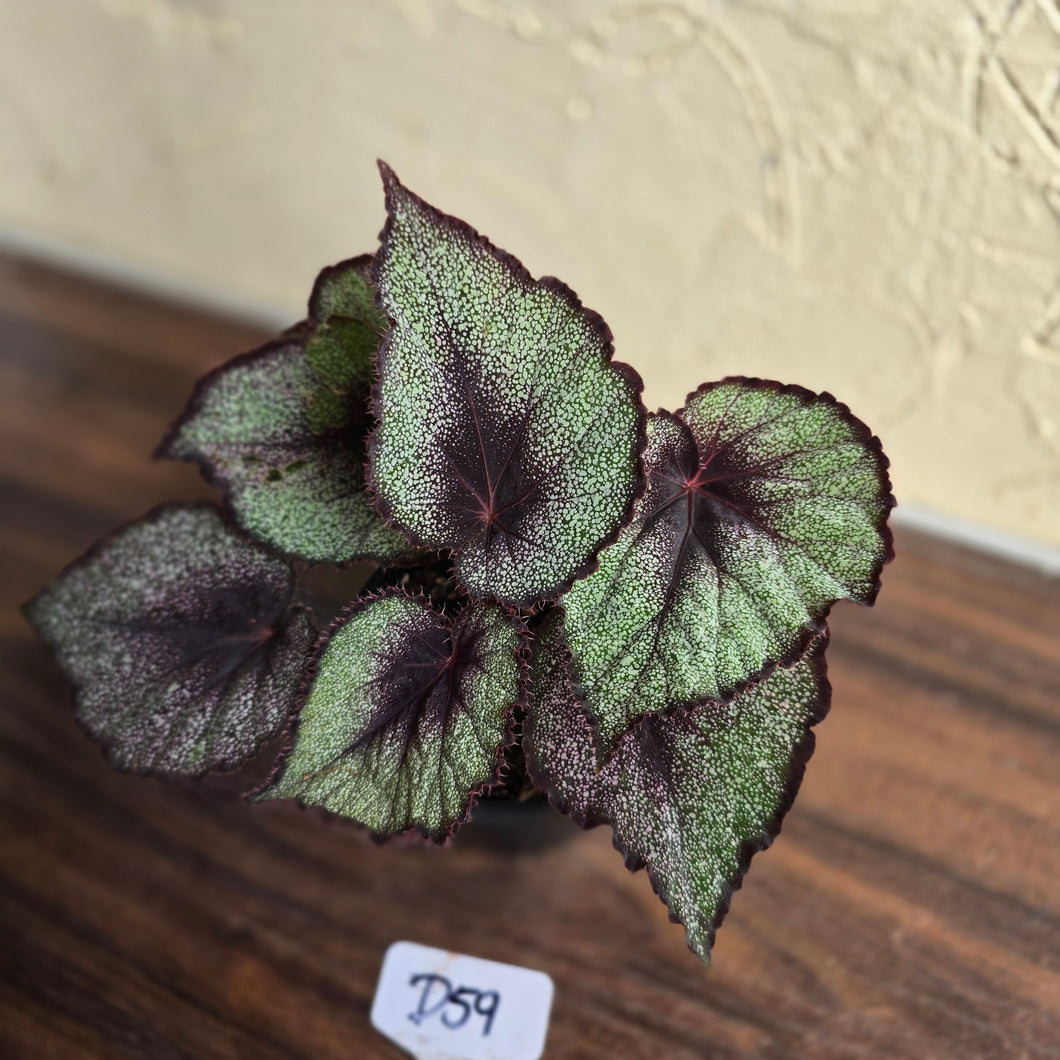 #D59 Begonia Unknown