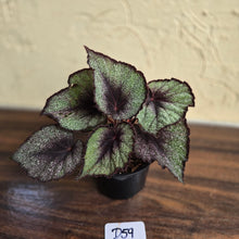 Load image into Gallery viewer, #D59 Begonia Unknown