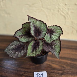 #D59 Begonia Unknown