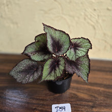 Load image into Gallery viewer, #D59 Begonia Unknown