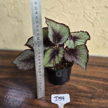 Load image into Gallery viewer, #D59 Begonia Unknown
