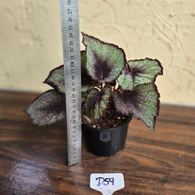 Load image into Gallery viewer, #D59 Begonia Unknown