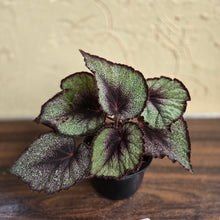 Load image into Gallery viewer, #D59 Begonia Unknown