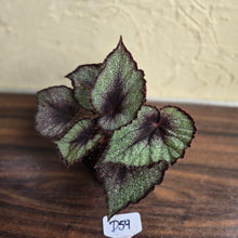 Load image into Gallery viewer, #D59 Begonia Unknown