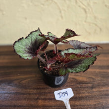 Load image into Gallery viewer, #D59 Begonia Unknown