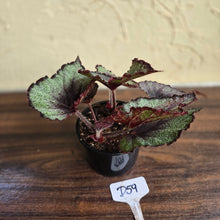 Load image into Gallery viewer, #D59 Begonia Unknown
