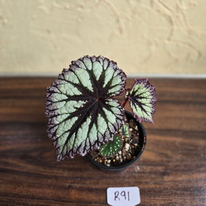 #R91 Begonia Fireworks
